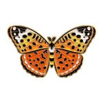 Mariposa naranja